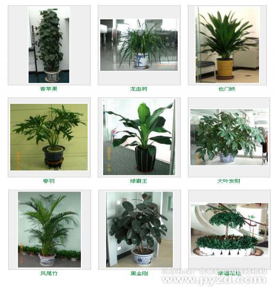 各類植物